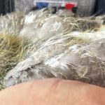 À Toulouse- un pigeon sauvé par un policier colombophile 🕊️