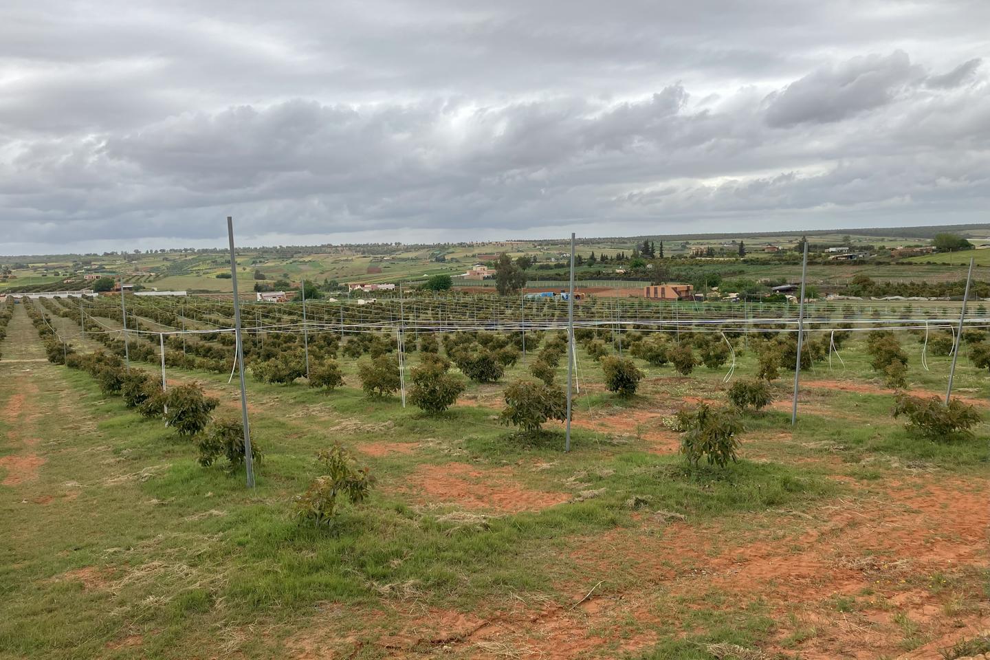 Controverse autour de l’essor de l’avocat au Maroc face à la sécheresse