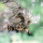 Moments sportifs et sauveteurs en Pennsylvanie - images marquantes