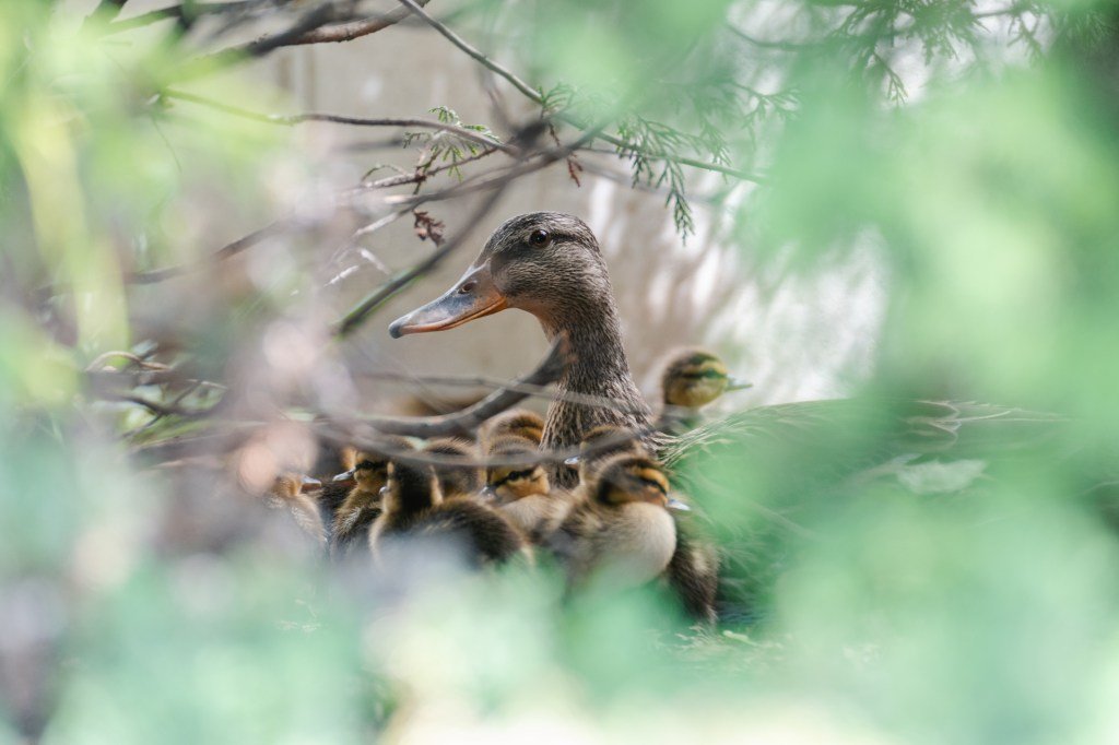 Moments sportifs et sauveteurs en Pennsylvanie - images marquantes