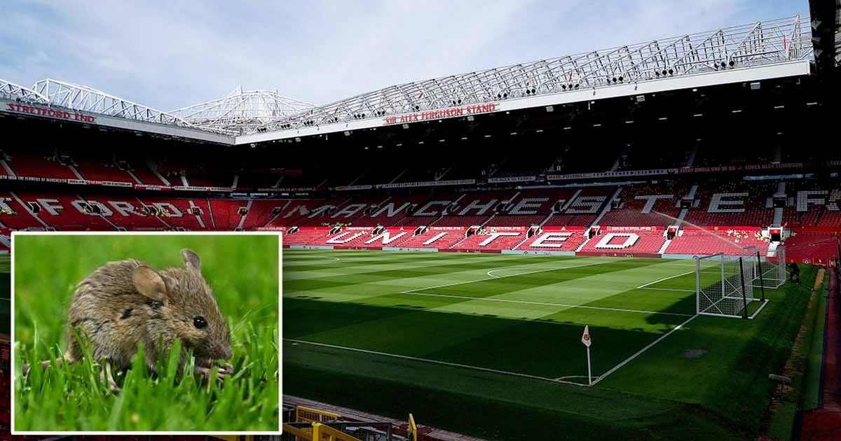 Old Trafford humilié - des crottes de souris découvertes au stade de Man Utd