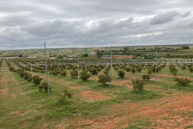 Un champ d’avocatiers près de Tiflet (Maroc), équipé d’un système d’irrigation au goutte-à-goutte et de brumisateurs, en avril 2025.