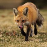 Évolution des noms d'animaux : histoires et origines fascinantes