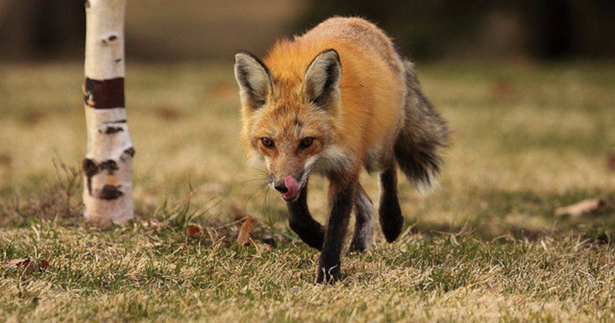 Évolution des noms d'animaux : histoires et origines fascinantes