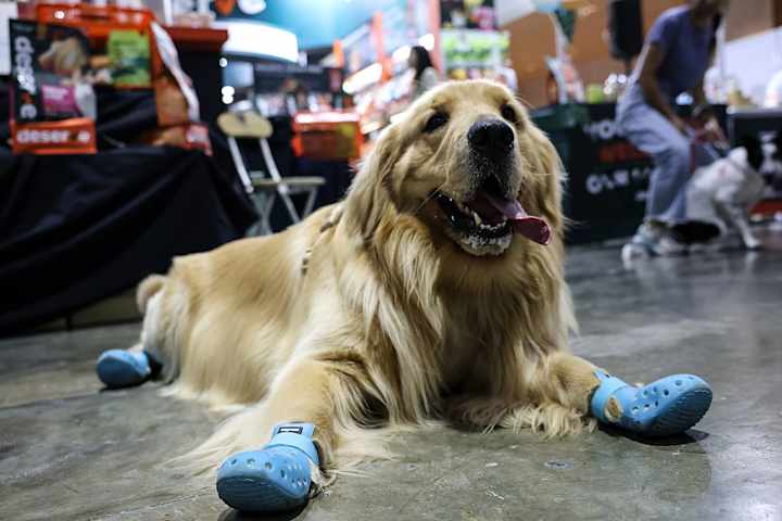 Chien renifleur équipé de Crocs pendant un match de football