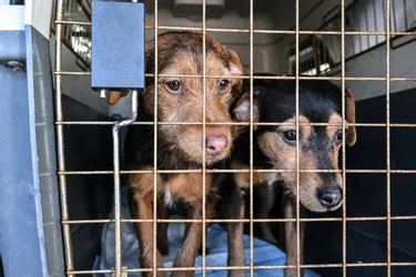 Le tandem limousin Élie de Carvalho et Mickaël Guichard lors du championnat du monde de paracyclisme