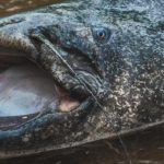 Une attaque rare de silure dans un lac d'Occitanie : danger pour les baigneurs