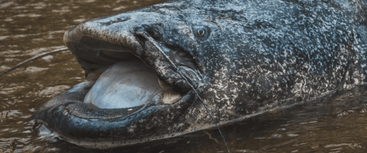 Une attaque rare de silure dans un lac d'Occitanie : danger pour les baigneurs