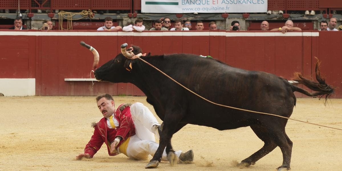 Championnat de France de course landaise : incident rare avec Lorca